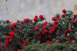 Jardins-FONTAINEBLEAU0008